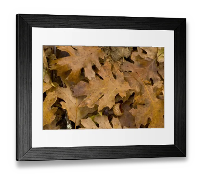 Framed Print : California Black Oak (Quercus kelloggii) close-up of fallen leaves and acorn cup, California, U. S. A. november