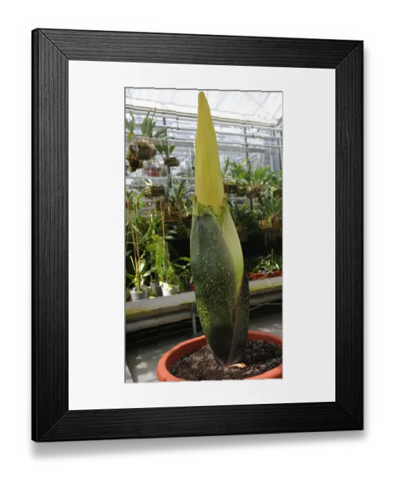 Framed Print : Titan Arum (Amorphophallus titanum) spadix and opening spathe, largest unbranched inflorescence in world, Botanical Institute, Basel, Switzerland Framed Print : Titan Arum (Amorphophallus titanum) spadix and opening spathe, largest unbranched inflorescence in world, Botanical Institute, Basel, Switzerland