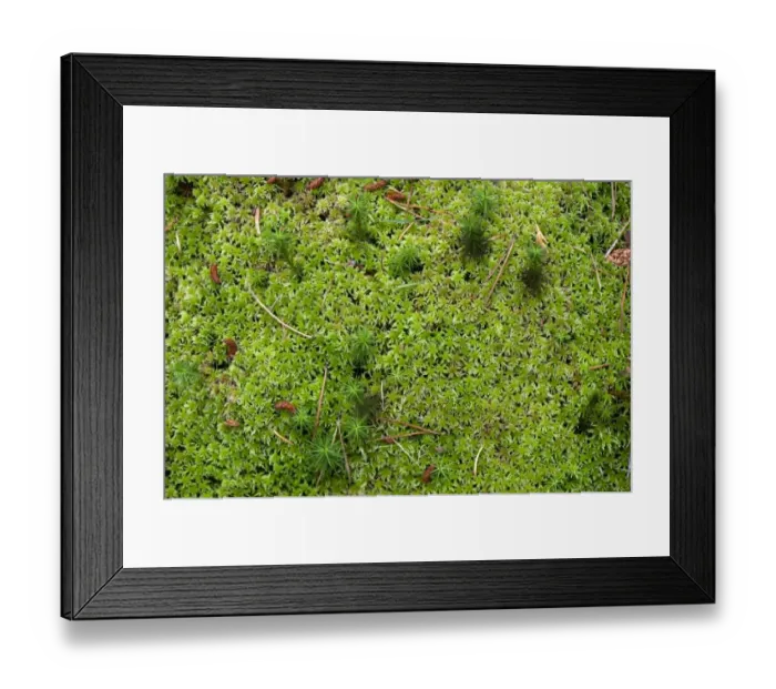 Framed Print : Recurved Peat Moss (Sphagnum recurvum) growing on peaty moorland, Cumbria, England, august Framed Print : Recurved Peat Moss (Sphagnum recurvum) growing on peaty moorland, Cumbria, England, august