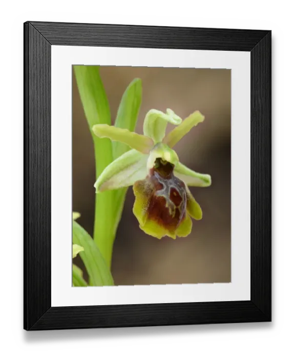 Framed Print : Hebe's Orchid (Ophrys hebes) close-up of flower, Peloponesos, Southern Greece, april Framed Print : Hebe's Orchid (Ophrys hebes) close-up of flower, Peloponesos, Southern Greece, april