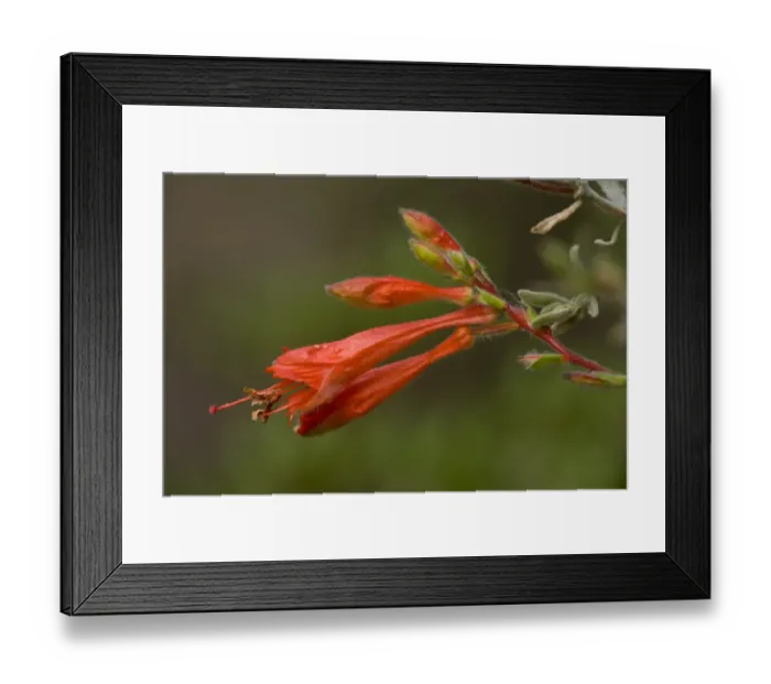 Framed Print : California Fuchsia (Epilobium canum) close-up of flowers, California, U. S. A. november Framed Print : California Fuchsia (Epilobium canum) close-up of flowers, California, U. S. A. november