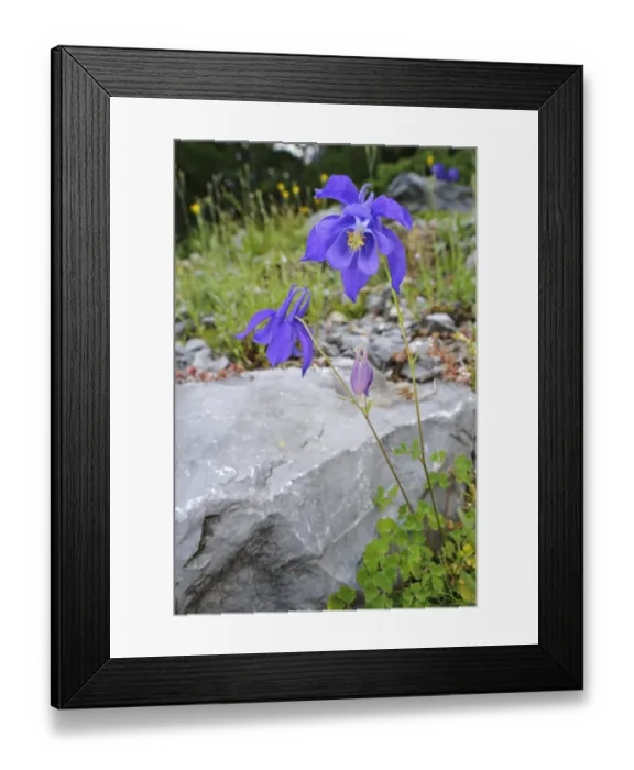 Framed Print : Bertoloni's Columbine (Aquilegia bertolonii) flowering, Italy Framed Print : Bertoloni's Columbine (Aquilegia bertolonii) flowering, Italy
