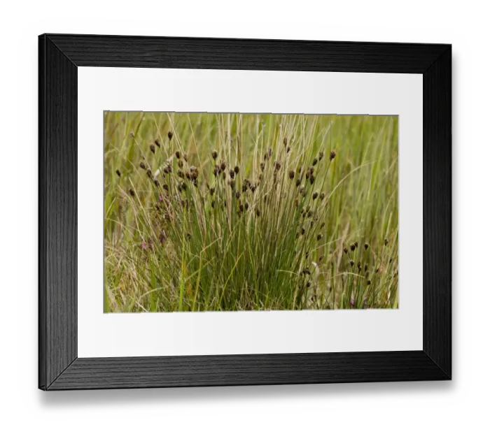 Framed Print : Black Bog-rush (Schoenus nigricans) flowering, Market Weston Fen, Market Weston, Little Ouse Valley, Suffolk, England, may Framed Print : Black Bog-rush (Schoenus nigricans) flowering, Market Weston Fen, Market Weston, Little Ouse Valley, Suffolk, England, may