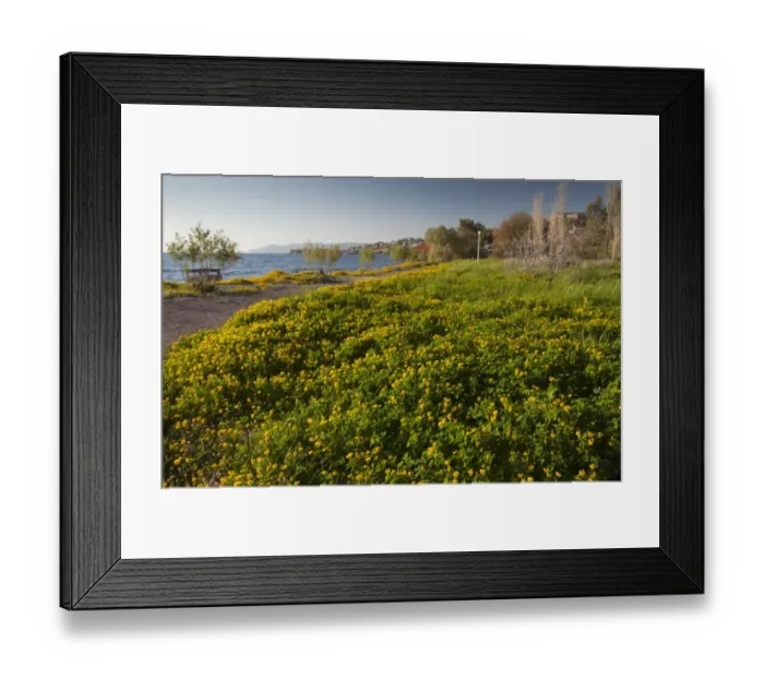 Framed Print : Fenugreek (Trigonella balansae) flowering mass, growing on beach, Molyvos, Lesvos, Greece, april Framed Print : Fenugreek (Trigonella balansae) flowering mass, growing on beach, Molyvos, Lesvos, Greece, april