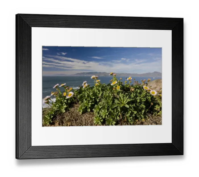 Framed Print : Seaside Fleabane (Erigeron glaucus) flowering, growing on clifftop in coastal habitat, San Francisco Bay, California, U. S. A. november