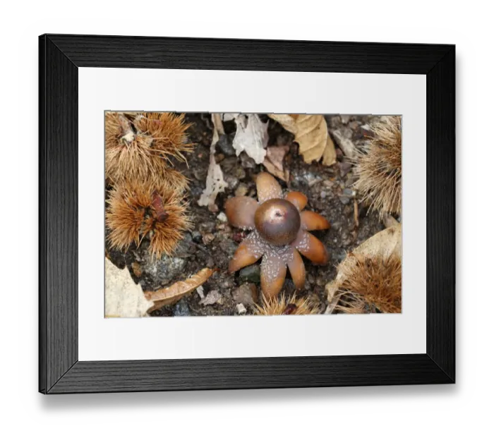 Framed Print : Common Earth-star (Geastrum triplex) fruiting body, amongst leaf litter and fallen Sweet Chestnut (Castanea sativa) burrs on woodland floor, Italy, march Framed Print : Common Earth-star (Geastrum triplex) fruiting body, amongst leaf litter and fallen Sweet Chestnut (Castanea sativa) burrs on woodland floor, Italy, march
