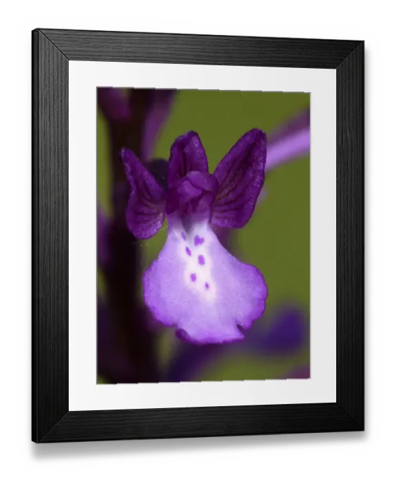Framed Print : Bory's Orchid (Orchis boryi) close-up of flower, growing in meadow, Peloponesos, Southern Greece, april Framed Print : Bory's Orchid (Orchis boryi) close-up of flower, growing in meadow, Peloponesos, Southern Greece, april