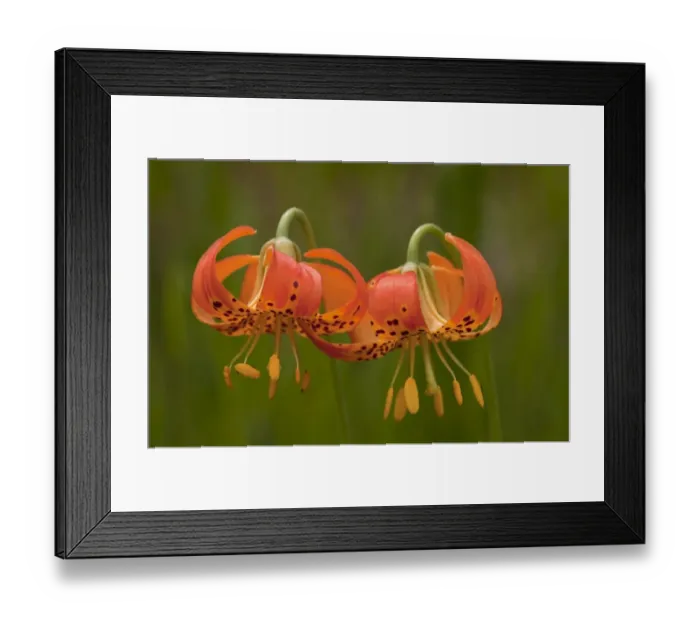 Framed Print : Panther Lily (Lilium pardalinum) close-up of flowers, California, U. S. A. july Framed Print : Panther Lily (Lilium pardalinum) close-up of flowers, California, U. S. A. july