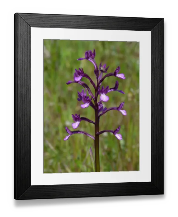 Framed Print : Bory's Orchid (Orchis boryi) flowerspike, growing in meadow, Peloponesos, Southern Greece, april Framed Print : Bory's Orchid (Orchis boryi) flowerspike, growing in meadow, Peloponesos, Southern Greece, april