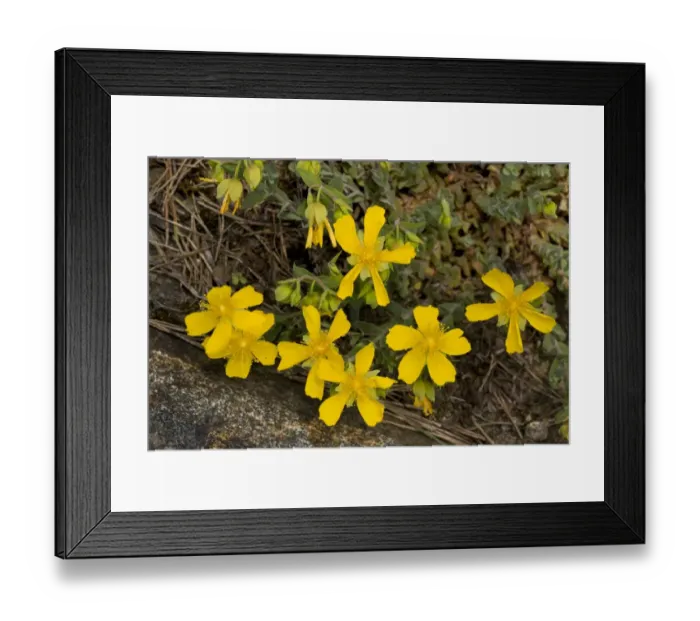 Framed Print : Mount Olympus St. John's Wort (Hypericum olympicum) flowering, Bulgaria, may Framed Print : Mount Olympus St. John's Wort (Hypericum olympicum) flowering, Bulgaria, may