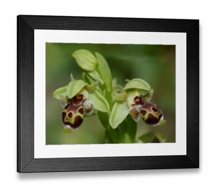 Framed Print : Attica's Orchid (Ophrys attica) close-up of flowers, Peloponesos, Southern Greece, april Framed Print : Attica's Orchid (Ophrys attica) close-up of flowers, Peloponesos, Southern Greece, april
