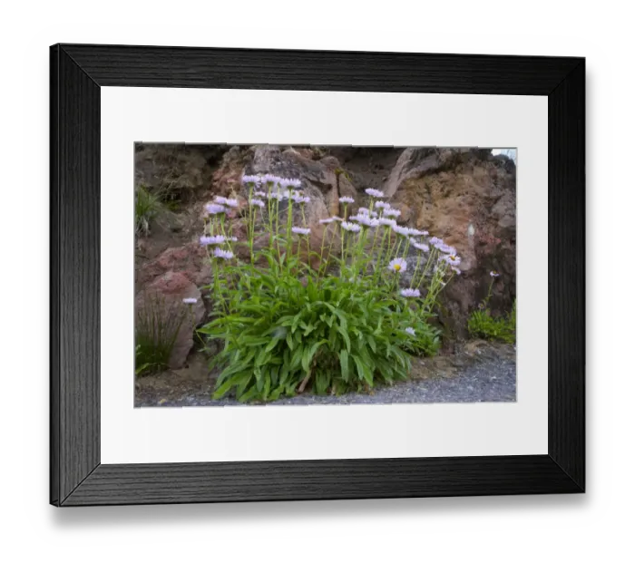 Framed Print : Subalpine Fleabane (Erigeron peregrinus) flowering, Mount Rainier N. P. Washington State, U. S. A