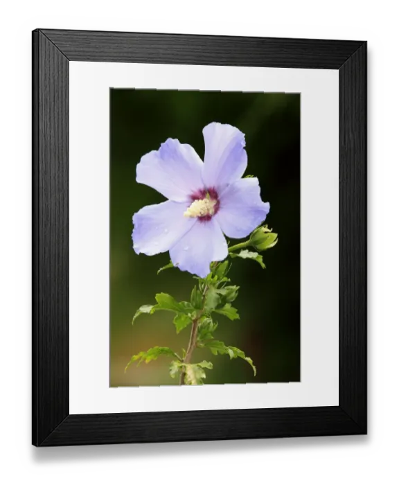 Framed Print : Woody Mallow (Hibiscus syriacus) close-up of flower, growing in garden, Germany