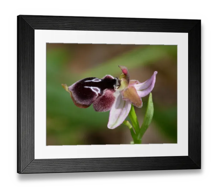 Framed Print : Rheinhold's Bee Orchid (Ophrys reinholdii) close-up of flower, Peloponesos, Southern Greece, april Framed Print : Rheinhold's Bee Orchid (Ophrys reinholdii) close-up of flower, Peloponesos, Southern Greece, april