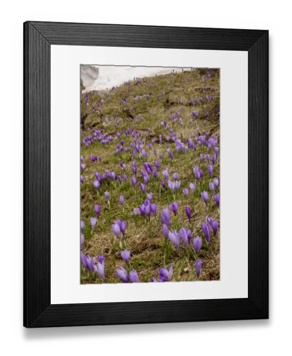 Framed Print : Balkan Crocus (Crocus veluchensis) flowering mass, growing on mountain snowline, Pirin Mountains, Central Bulgaria, may Framed Print : Balkan Crocus (Crocus veluchensis) flowering mass, growing on mountain snowline, Pirin Mountains, Central Bulgaria, may