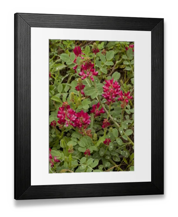 Framed Print : Italian Sainfoin (Hedysarum coronarium) flowering, legume cultivated for fodder, Italy, april Framed Print : Italian Sainfoin (Hedysarum coronarium) flowering, legume cultivated for fodder, Italy, april