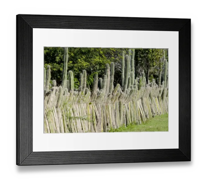 Framed Print : Candle Cactus (Ritterocereus griseus) stems, used for livestock fencing, Bonaire, Leeward Antilles, Lesser Antilles, Caribbean