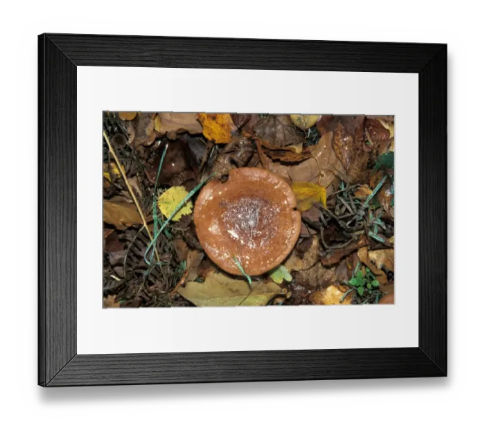 Framed Print : Lactarius Rufus Framed Print : Lactarius Rufus