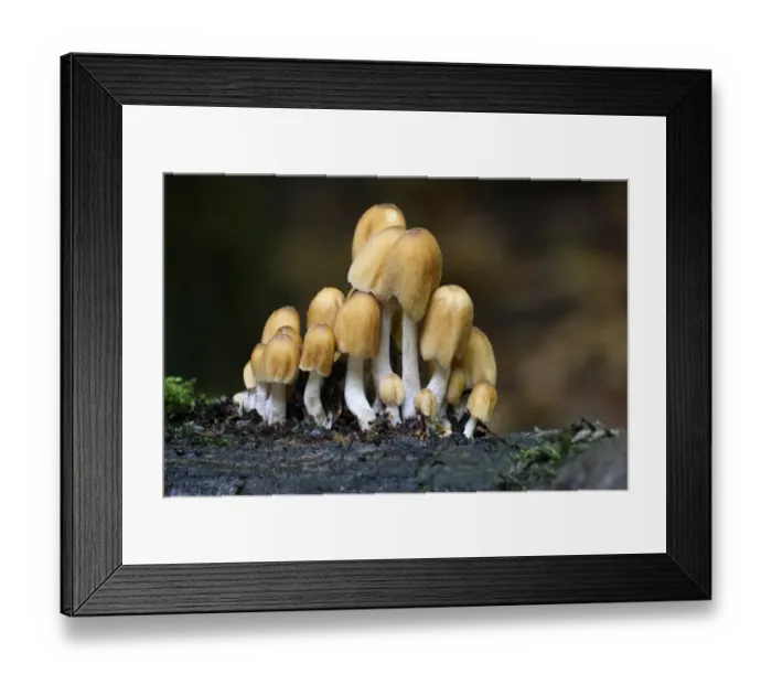 Framed Print : Glistening Ink Cap (Coprinus micaceus) fruiting bodies, growing on dead tree in woodland, Leicestershire, England, september Framed Print : Glistening Ink Cap (Coprinus micaceus) fruiting bodies, growing on dead tree in woodland, Leicestershire, England, september
