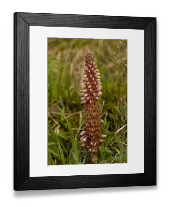 Framed Print : Rhodope Toothwort (Lathraea rhodopea) endemic species, flowering, Rhodopi Mountains, Bulgaria, may Framed Print : Rhodope Toothwort (Lathraea rhodopea) endemic species, flowering, Rhodopi Mountains, Bulgaria, may