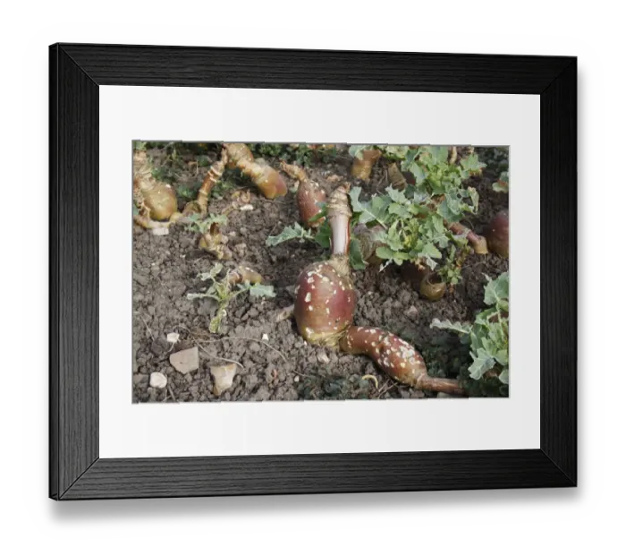 Framed Print : Swede (Brassica napobrassica) mature crop, with distorted growth and slug damage, in garden allotment, Suffolk, England, march Framed Print : Swede (Brassica napobrassica) mature crop, with distorted growth and slug damage, in garden allotment, Suffolk, England, march