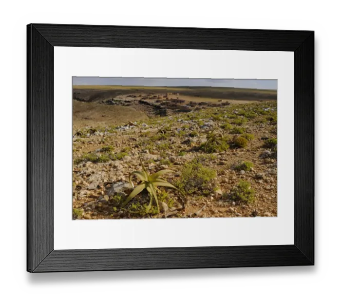 Framed Print : Perry's Aloe (Aloe perryi) growing in rocky desert habitat, Socotra, Yemen, december Framed Print : Perry's Aloe (Aloe perryi) growing in rocky desert habitat, Socotra, Yemen, december