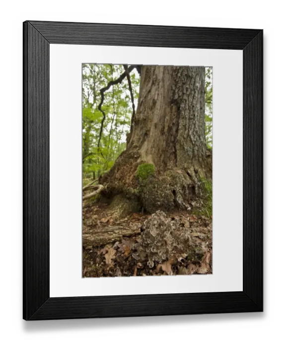Framed Print : Hen-of-the-woods (Grifola frondosa) fruiting bodies, clump growing at base of lightning struck oak tree, Langley Wood National Nature Reserve, Wiltshire, England, september