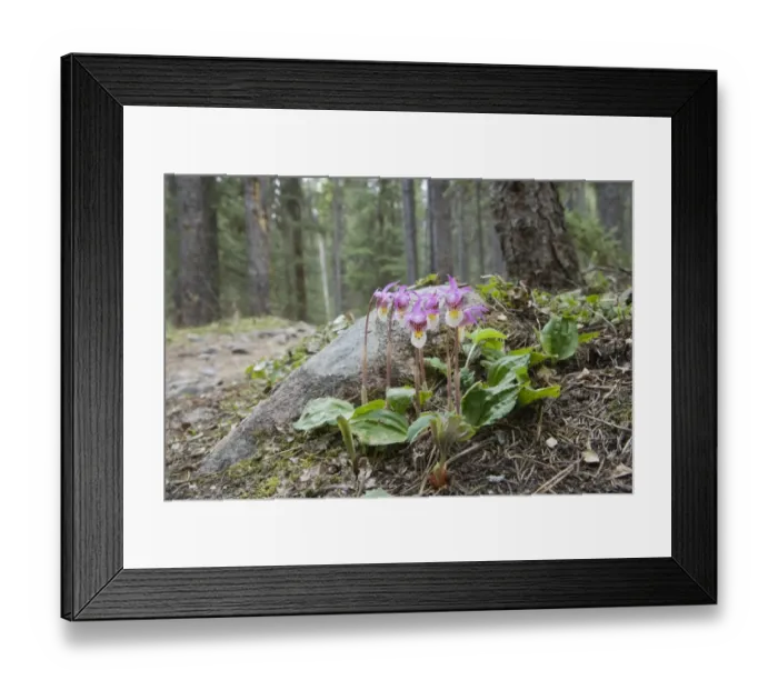 Framed Print : Calypso Orchid (Calypso bulbosa) flowering, growing in montane forest habitat, Rocky Mountains, British Columbia, Canada, june Framed Print : Calypso Orchid (Calypso bulbosa) flowering, growing in montane forest habitat, Rocky Mountains, British Columbia, Canada, june
