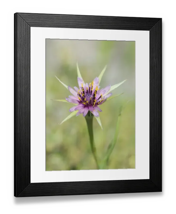 Framed Print : Purple Salsify (Tragopogon porrifolius) close-up of flower, Lesvos, Greece, may