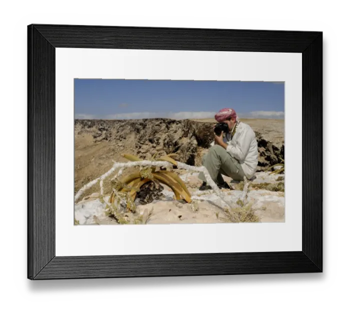 Framed Print : Perry's Aloe (Aloe perryi) growing along cliff habitat, with botanist taking photographs, Socotra, Yemen, december Framed Print : Perry's Aloe (Aloe perryi) growing along cliff habitat, with botanist taking photographs, Socotra, Yemen, december