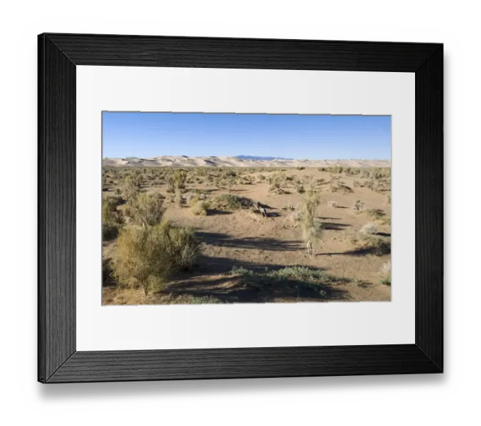 Framed Print : Saxaul (Haloxylon sp. ) forest, growing in desert habitat, Khongoryn Els Sand Dunes, Southern Gobi Desert, Mongolia, october Framed Print : Saxaul (Haloxylon sp. ) forest, growing in desert habitat, Khongoryn Els Sand Dunes, Southern Gobi Desert, Mongolia, october