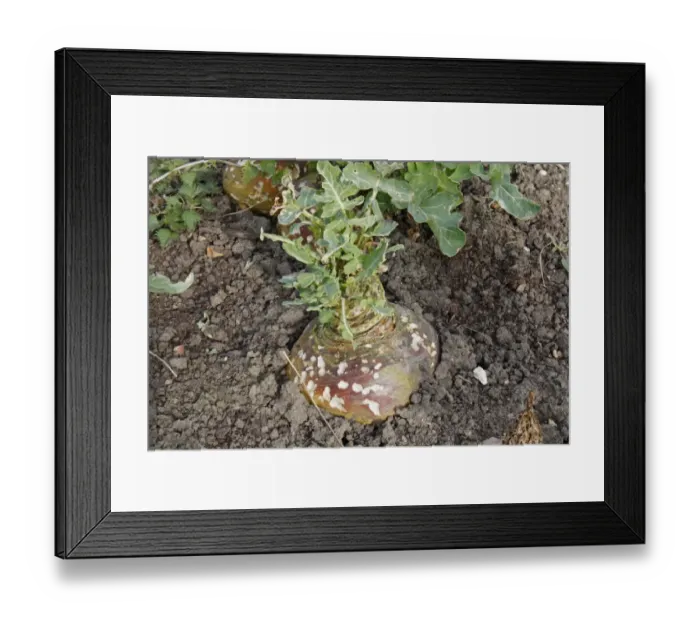 Framed Print : Swede (Brassica napobrassica) mature crop, with slug damage, in garden allotment, Suffolk, England, march Framed Print : Swede (Brassica napobrassica) mature crop, with slug damage, in garden allotment, Suffolk, England, march