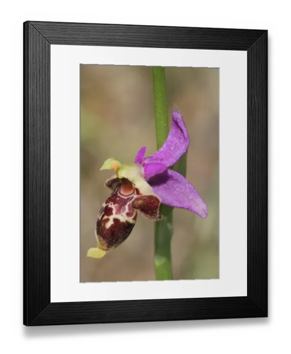 Framed Print : Bremifera Bee Orchid (Ophrys bremifera) close-up of flower, Peloponesos, Southern Greece, april Framed Print : Bremifera Bee Orchid (Ophrys bremifera) close-up of flower, Peloponesos, Southern Greece, april