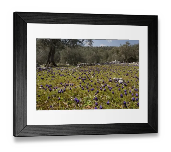 Framed Print : Dark Grape Hyacinth (Muscari commutatum) flowering mass, growing in old Olive (Olea europea) grove habitat, Lesvos, Greece, march Framed Print : Dark Grape Hyacinth (Muscari commutatum) flowering mass, growing in old Olive (Olea europea) grove habitat, Lesvos, Greece, march