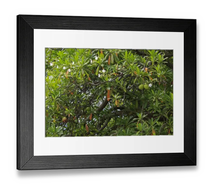 Framed Print : Pong-pong (Cerbera odollam) leaves, flowers and fruit, Kota Kinabalu, Sabah, Borneo, Malaysia Framed Print : Pong-pong (Cerbera odollam) leaves, flowers and fruit, Kota Kinabalu, Sabah, Borneo, Malaysia