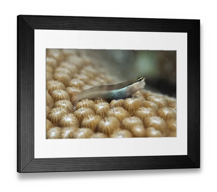 Framed Print : Banda Blenny (Ecsenius bandanus) adult, on hard coral, Lembata Island, Solor Archipelago, Lesser Sunda Islands, Indonesia Framed Print : Banda Blenny (Ecsenius bandanus) adult, on hard coral, Lembata Island, Solor Archipelago, Lesser Sunda Islands, Indonesia