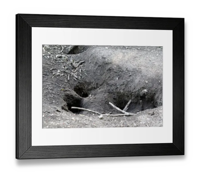Framed Print : Komodo Dragon (Varanus komodensis) nestholes for eggs, Komodo N. P. Komodo Island, Lesser Sunda Islands, Indonesia, march Framed Print : Komodo Dragon (Varanus komodensis) nestholes for eggs, Komodo N. P. Komodo Island, Lesser Sunda Islands, Indonesia, march