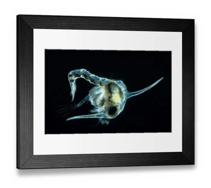 Framed Print : Crab - Shore (Carcinus maenas) 1st Zoea larva lateral / X 20 Framed Print : Crab - Shore (Carcinus maenas) 1st Zoea larva lateral / X 20