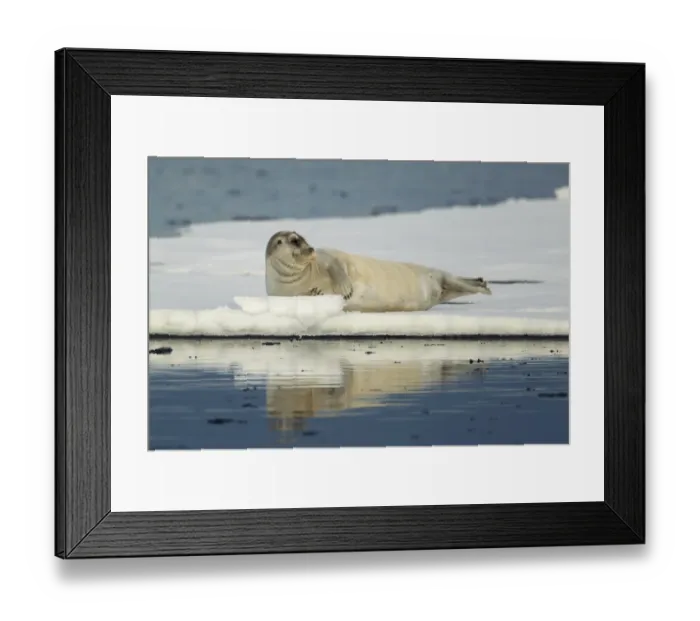 Framed Print : Bearded Seal (Erignathus barbatus) adult, resting on floating pack ice, Svalbard Framed Print : Bearded Seal (Erignathus barbatus) adult, resting on floating pack ice, Svalbard