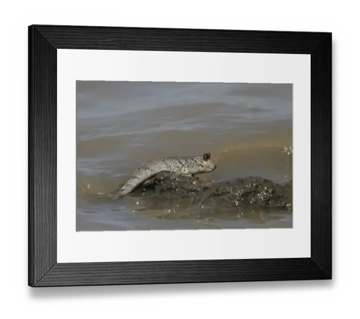 Framed Print : Mudskipper (Periophthalmus sp. ) adult, climbing out of water, Gambia Framed Print : Mudskipper (Periophthalmus sp. ) adult, climbing out of water, Gambia