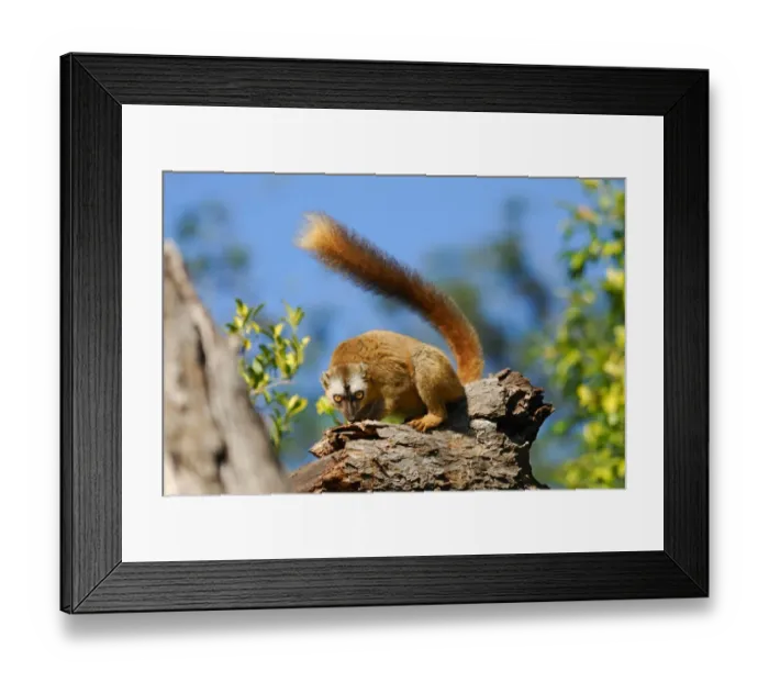 Framed Print : Red-fronted Brown Lemur (Eulemur rufifrons) adult female, on branch in gallery forest, Berenty Nature Reserve, Southern Madagascar, august Framed Print : Red-fronted Brown Lemur (Eulemur rufifrons) adult female, on branch in gallery forest, Berenty Nature Reserve, Southern Madagascar, august