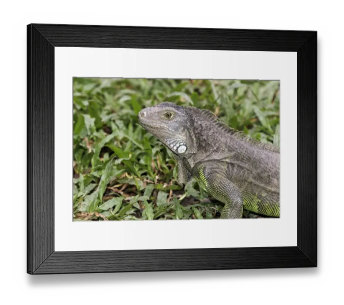 Framed Print : Green Iguana (Iguana iguana) introduced species, adult, close-up of head, Indonesia, march Framed Print : Green Iguana (Iguana iguana) introduced species, adult, close-up of head, Indonesia, march