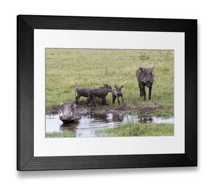 Framed Print : Common Warthog (Phacochoerus africanus) adults and young, wallowing and standing at edge of water, Okavango Delta, Botswana Framed Print : Common Warthog (Phacochoerus africanus) adults and young, wallowing and standing at edge of water, Okavango Delta, Botswana