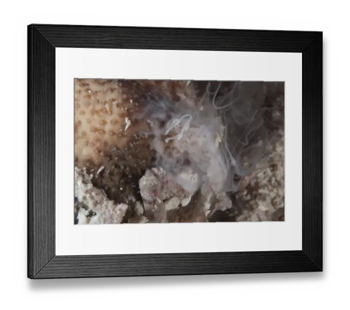 Framed Print : Sea Cucumber (Bohadschia marmorata) adult, ejecting sperm, Waigeo Island, Raja Ampat, West Papua, New Guinea, Indonesia Framed Print : Sea Cucumber (Bohadschia marmorata) adult, ejecting sperm, Waigeo Island, Raja Ampat, West Papua, New Guinea, Indonesia