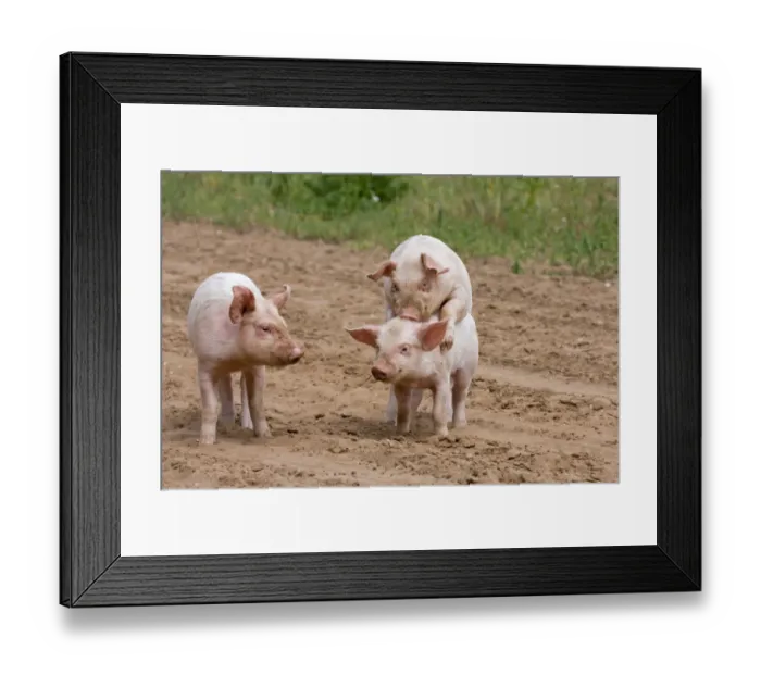 Framed Print : Domestic Pig, Large White x Landrace x Duroc, freerange piglets, playing, mounting sibling, on outdoor unit, England, june Framed Print : Domestic Pig, Large White x Landrace x Duroc, freerange piglets, playing, mounting sibling, on outdoor unit, England, june