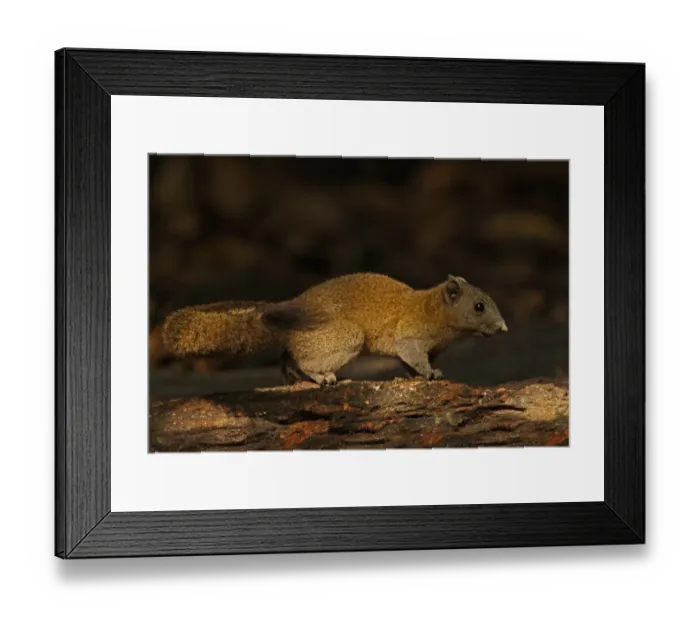 Framed Print : Grey-bellied Squirrel (Callosciurus caniceps) adult, standing on log, Kaeng Krachan N. P. Thailand, november Framed Print : Grey-bellied Squirrel (Callosciurus caniceps) adult, standing on log, Kaeng Krachan N. P. Thailand, november