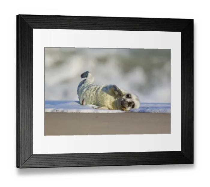 Framed Print : Grey Seal (Halichoerus grypus) four-day old whitecoat pup, resting in surf on sandy beach, Horsey, Norfolk, England, november Framed Print : Grey Seal (Halichoerus grypus) four-day old whitecoat pup, resting in surf on sandy beach, Horsey, Norfolk, England, november