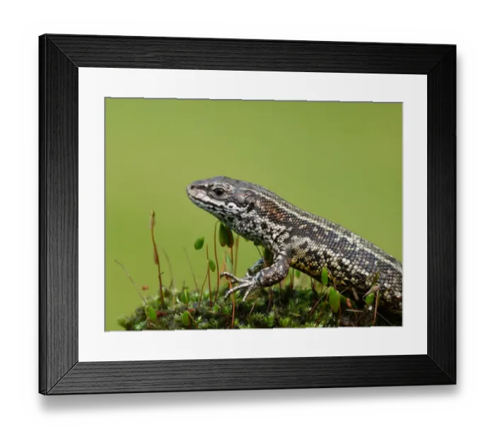 Framed Print : Common Lizard (Zootoca vivipara) adult, resting on moss, Italy, april Framed Print : Common Lizard (Zootoca vivipara) adult, resting on moss, Italy, april