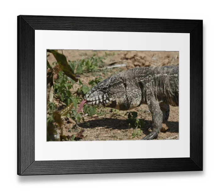 Framed Print : Common Tegu (Tupinambis teguixin) adult, close-up of head, flicking forked tongue, Pantanal, Mato Grosso, Brazil