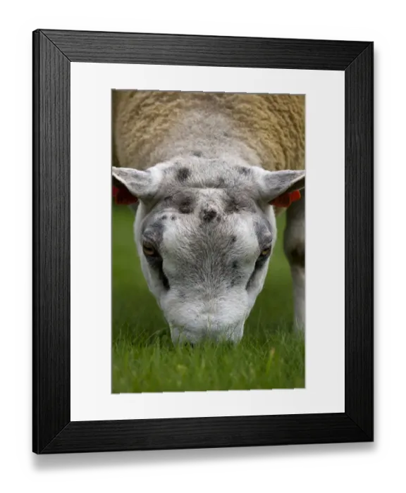 Framed Print : Domestic Sheep, Beltex ram, close-up of head, grazing on short grass, Cumbria, England, august Framed Print : Domestic Sheep, Beltex ram, close-up of head, grazing on short grass, Cumbria, England, august